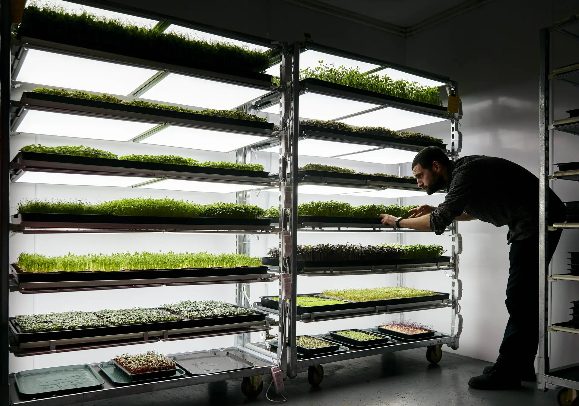 Meerdere karren met microgroenten tijdens de groei