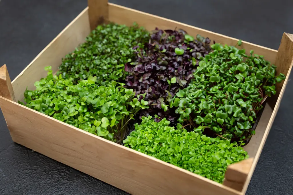 Houten bak met microgroenten Houten bak met microgroenten