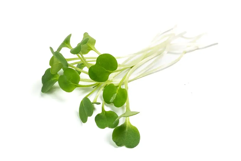 Arugula_Mature-06.webp