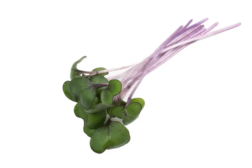 Cabbage_Mature-4.webp
