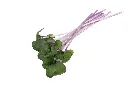 Cabbage_Mature-4.webp