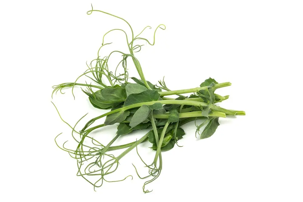 TendrilPea_Mature-16.webp