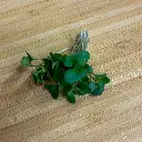 Brocolli.webp