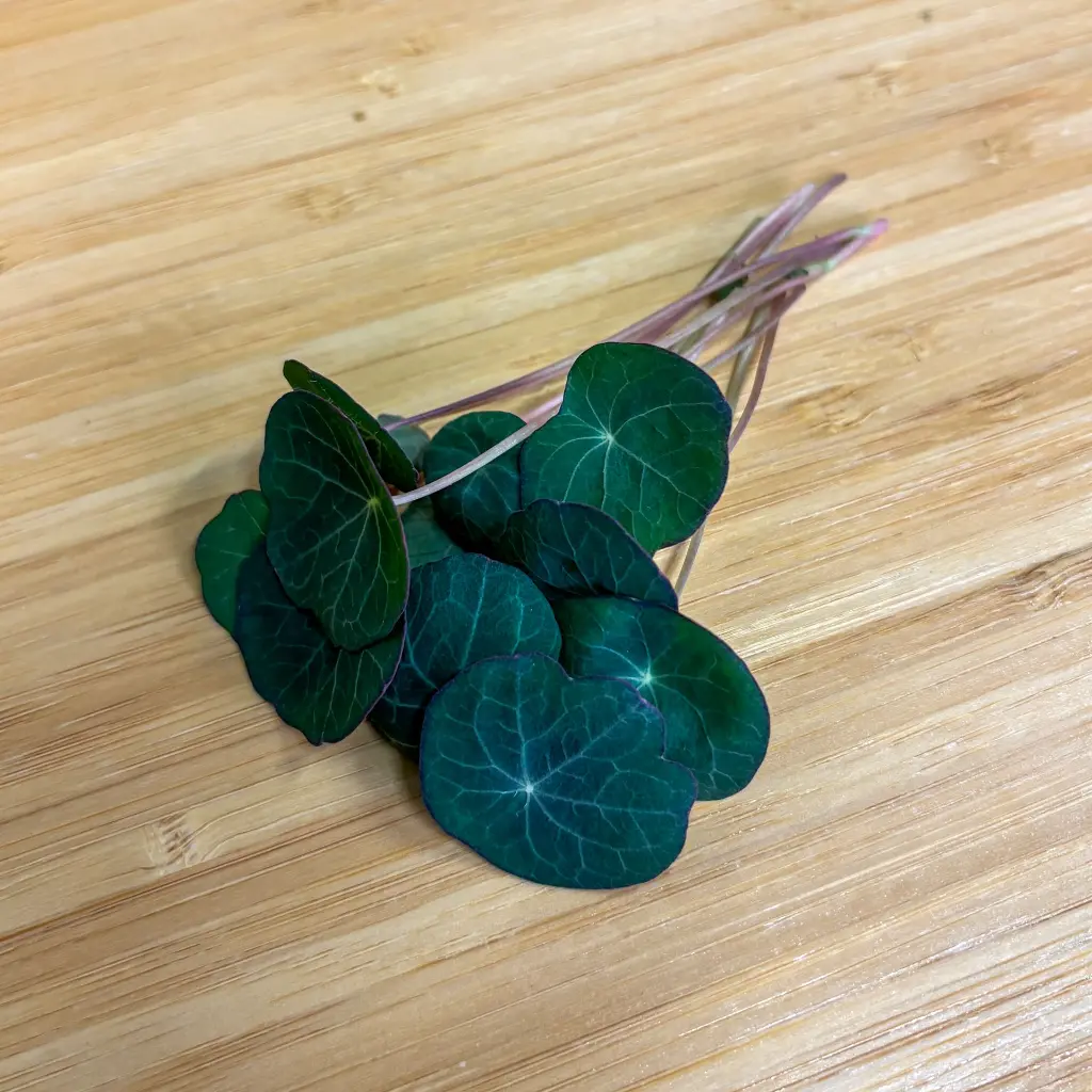 Nasturtium.webp