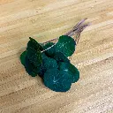 Nasturtium.webp
