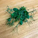 Pea Tendril.webp