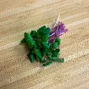 Pink Radish.webp