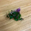 Red Cabbage.webp