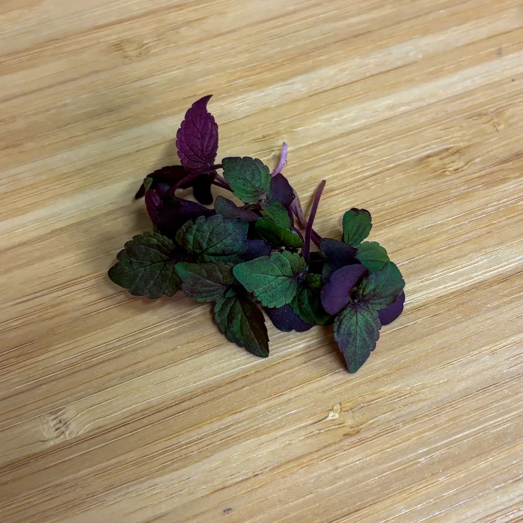 Shiso Bicolor.webp