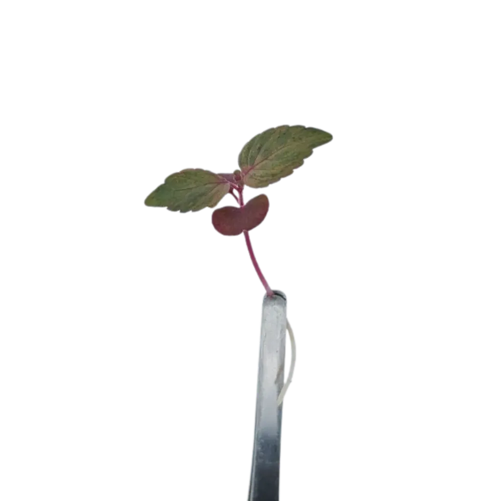 Shiso Bicolor