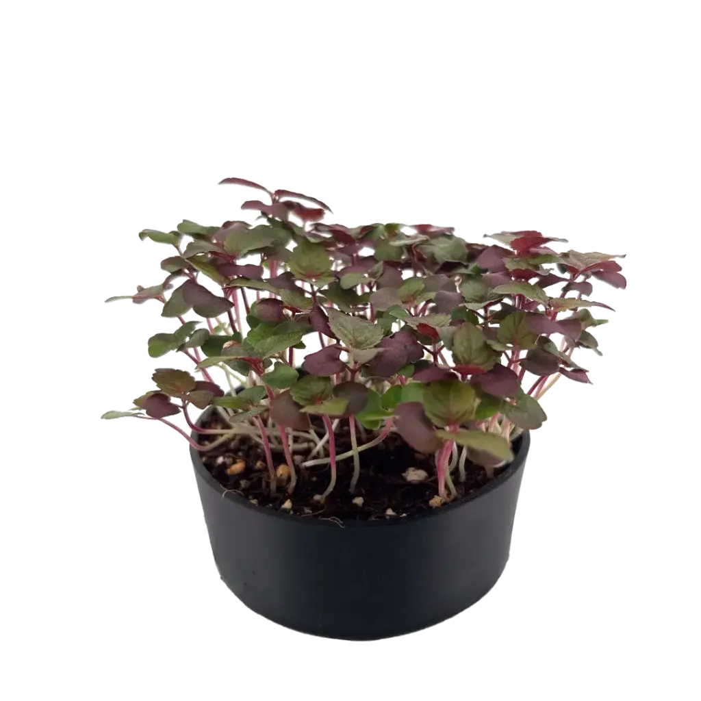 Shiso Bicolor