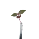 Shiso Bicolor