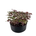 Shiso Bicolor