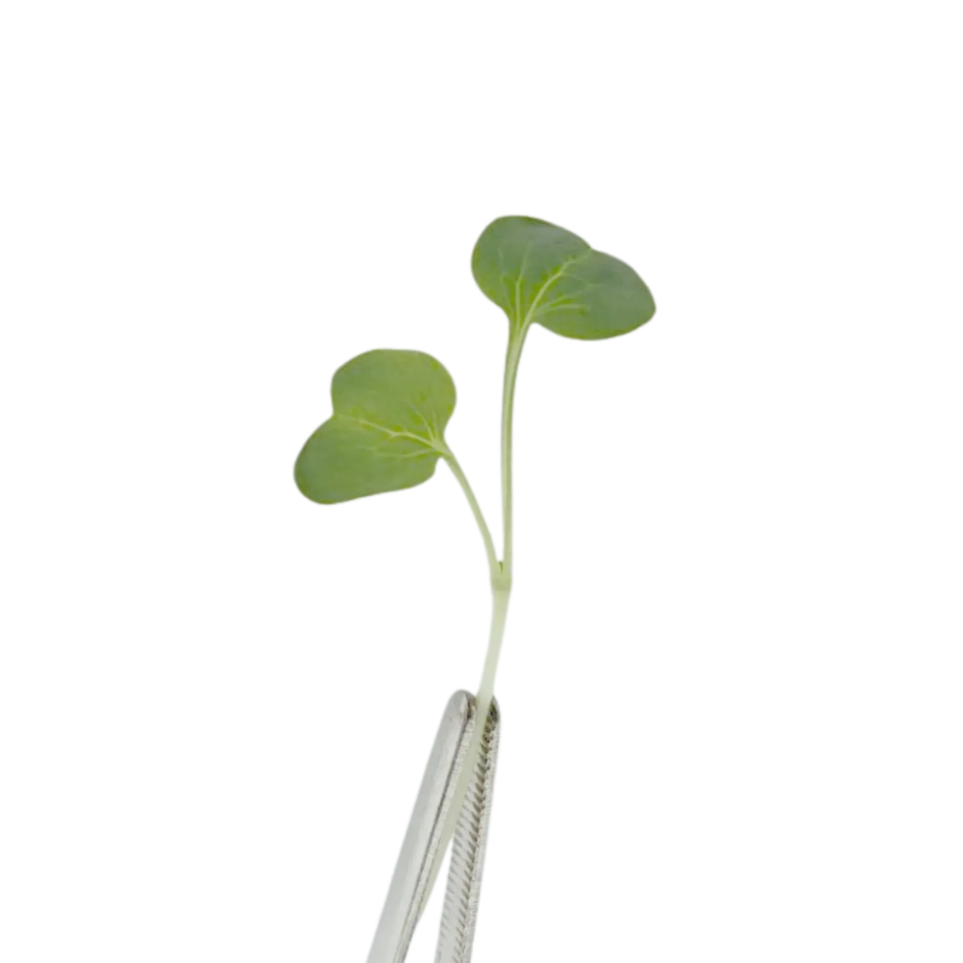 Green Radish