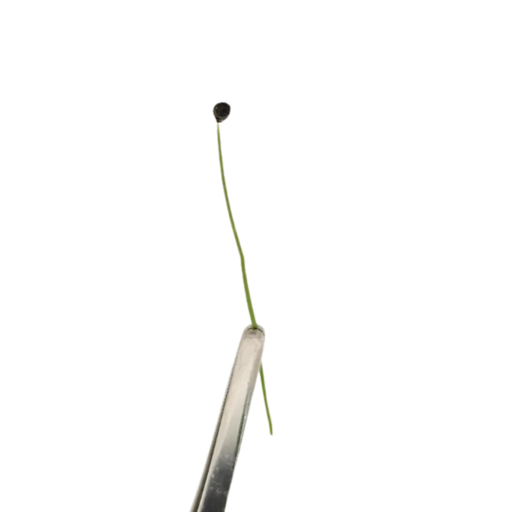 Garlic Chives