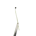 Garlic Chives
