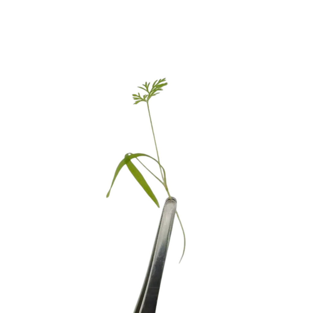 Dill