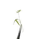 Dill