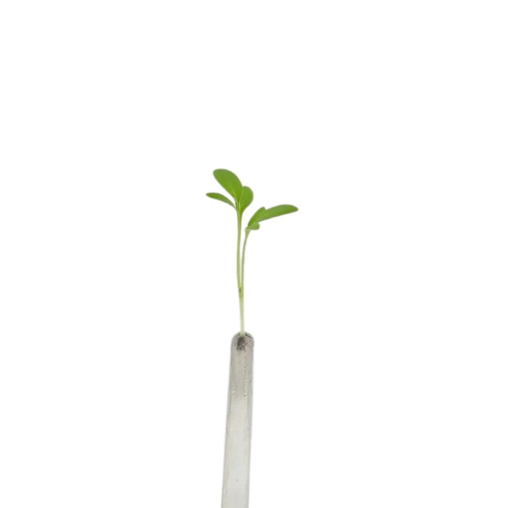 Garden Cress