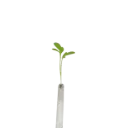 Garden Cress