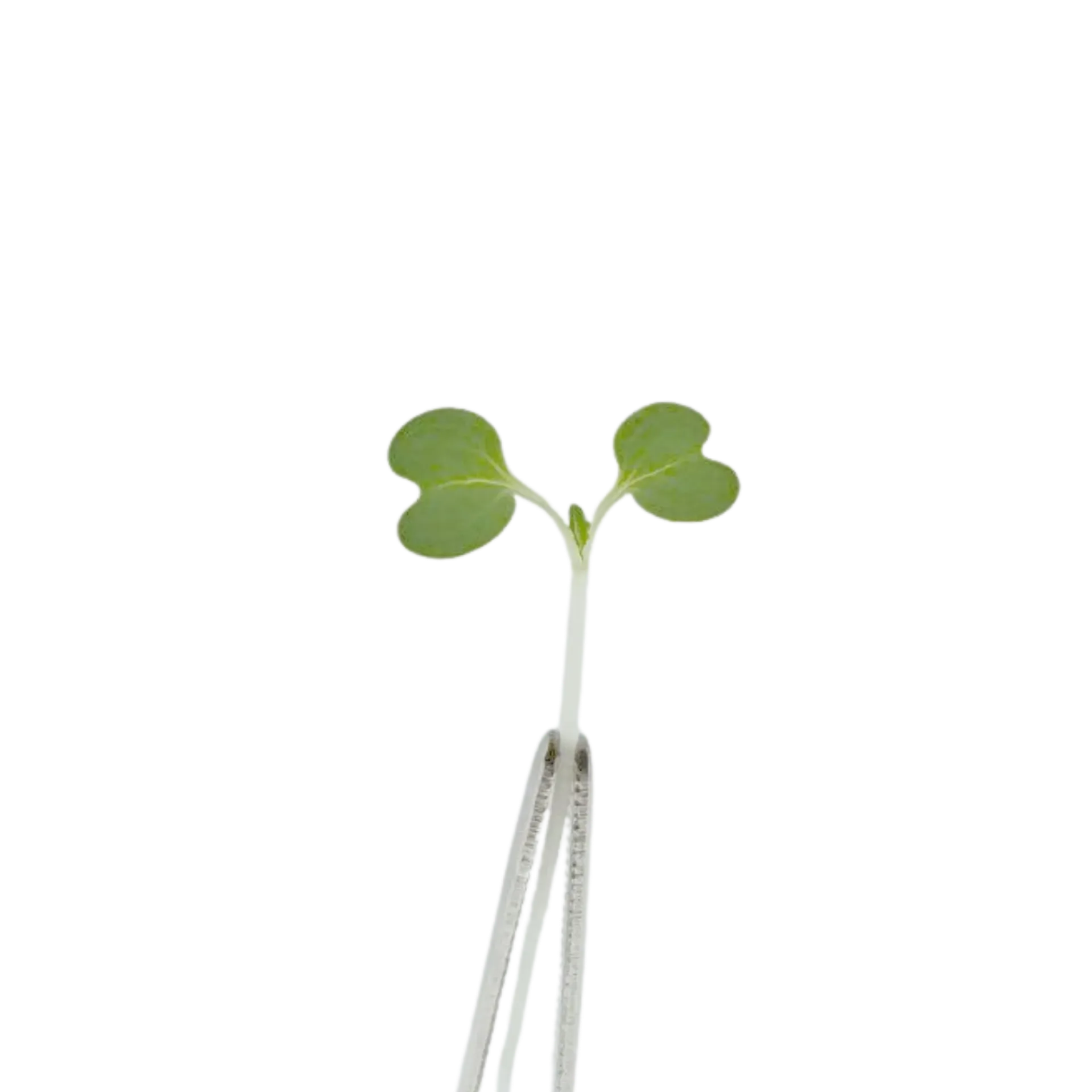 Pak Choi