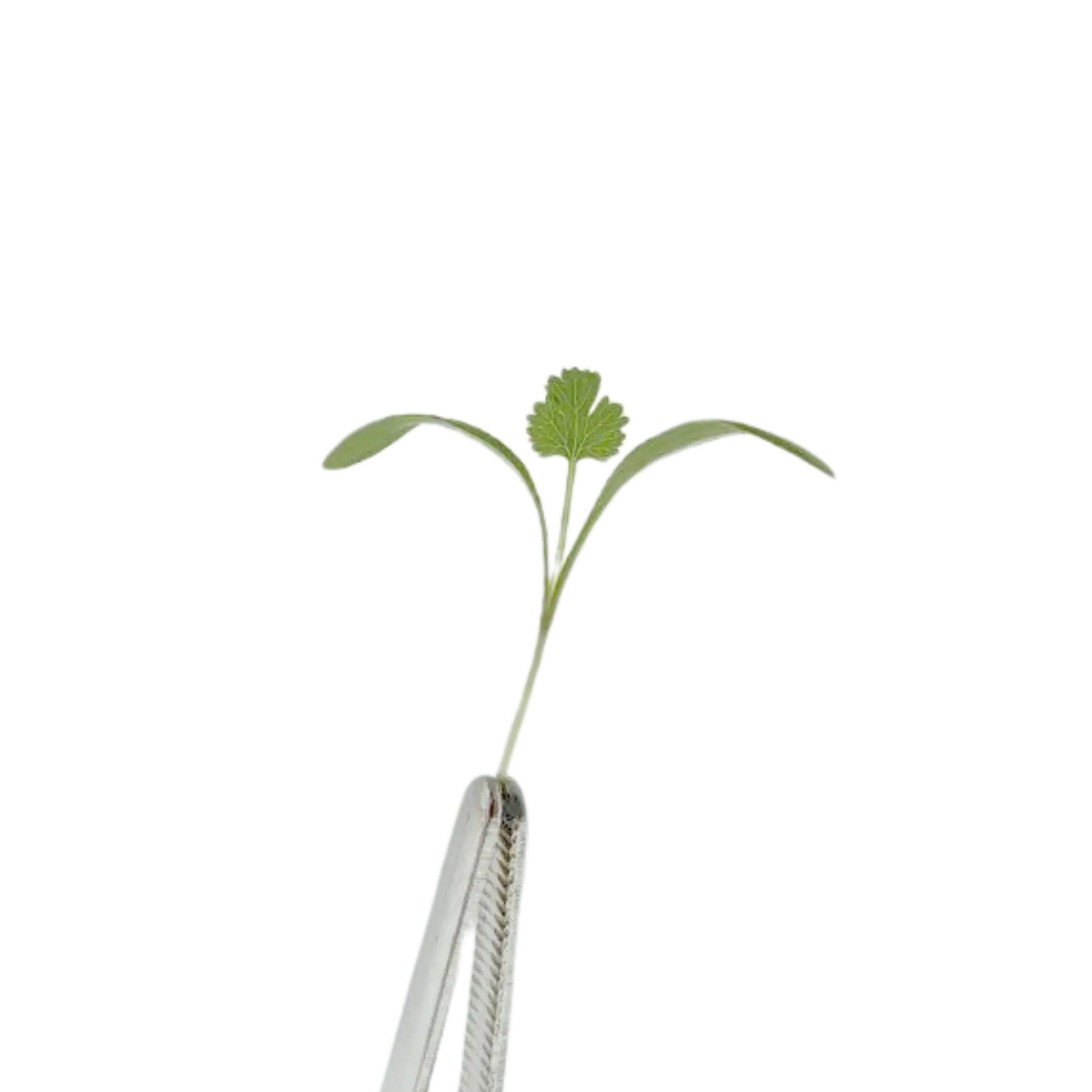 Coriander