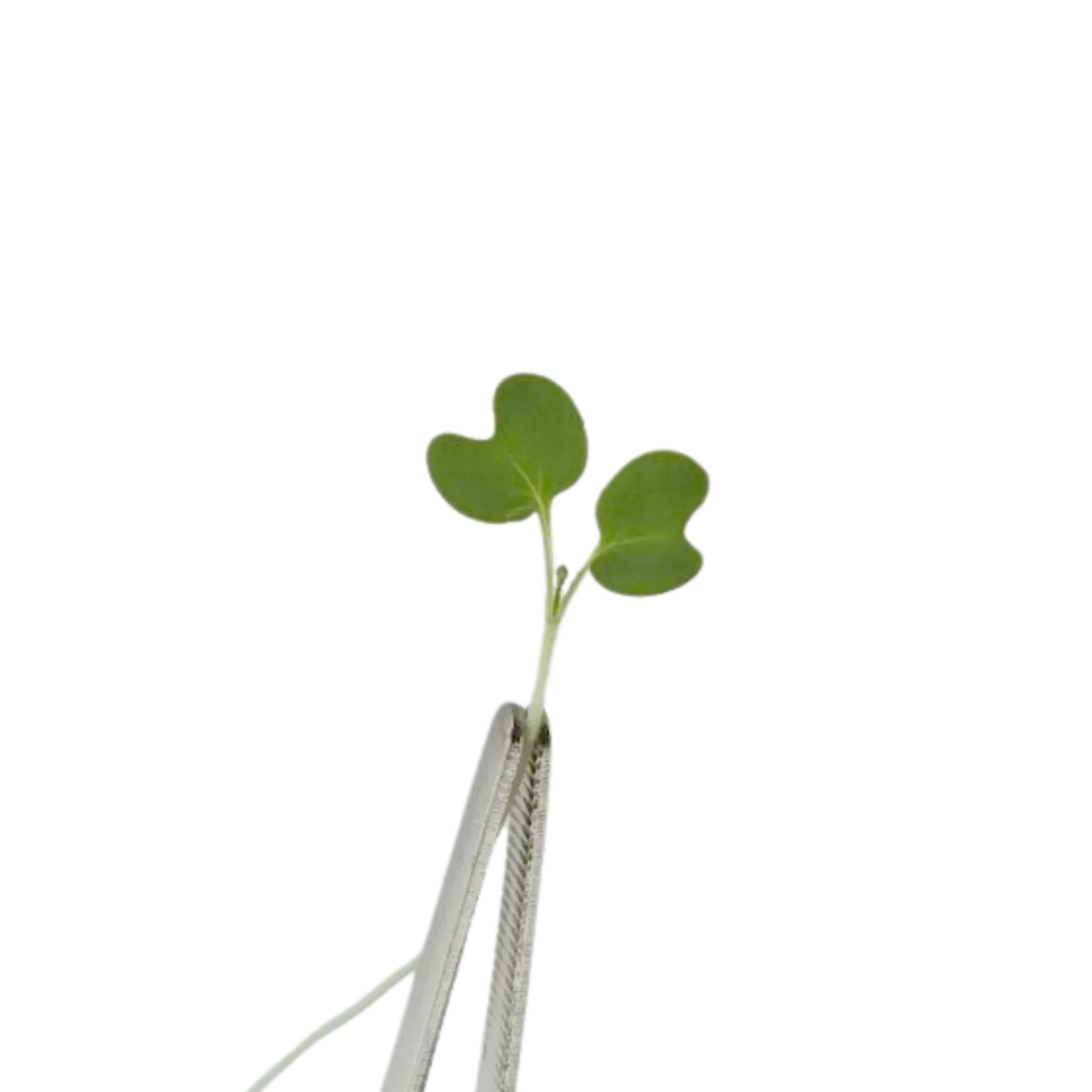 Wasabi Mustard