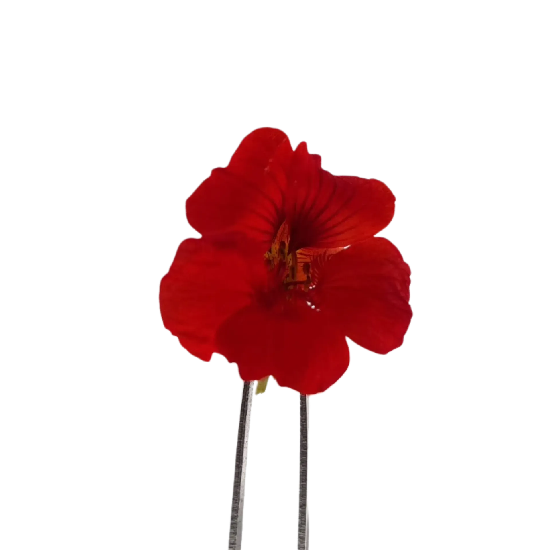 Nasturtium flowers