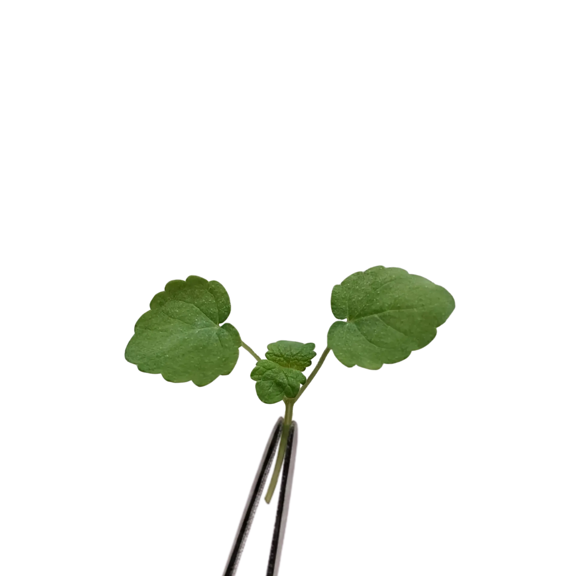 Anise Cress
