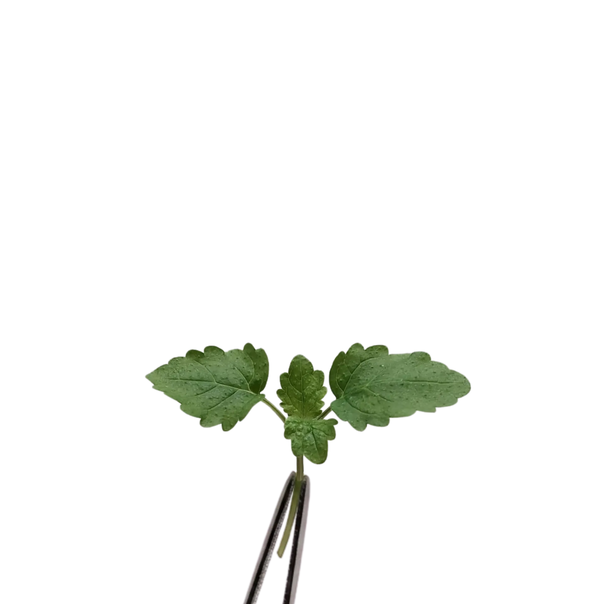 Lemon Balm Cress