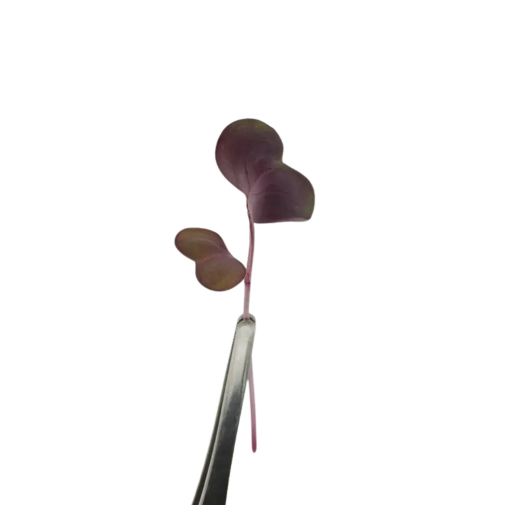 Red Radish