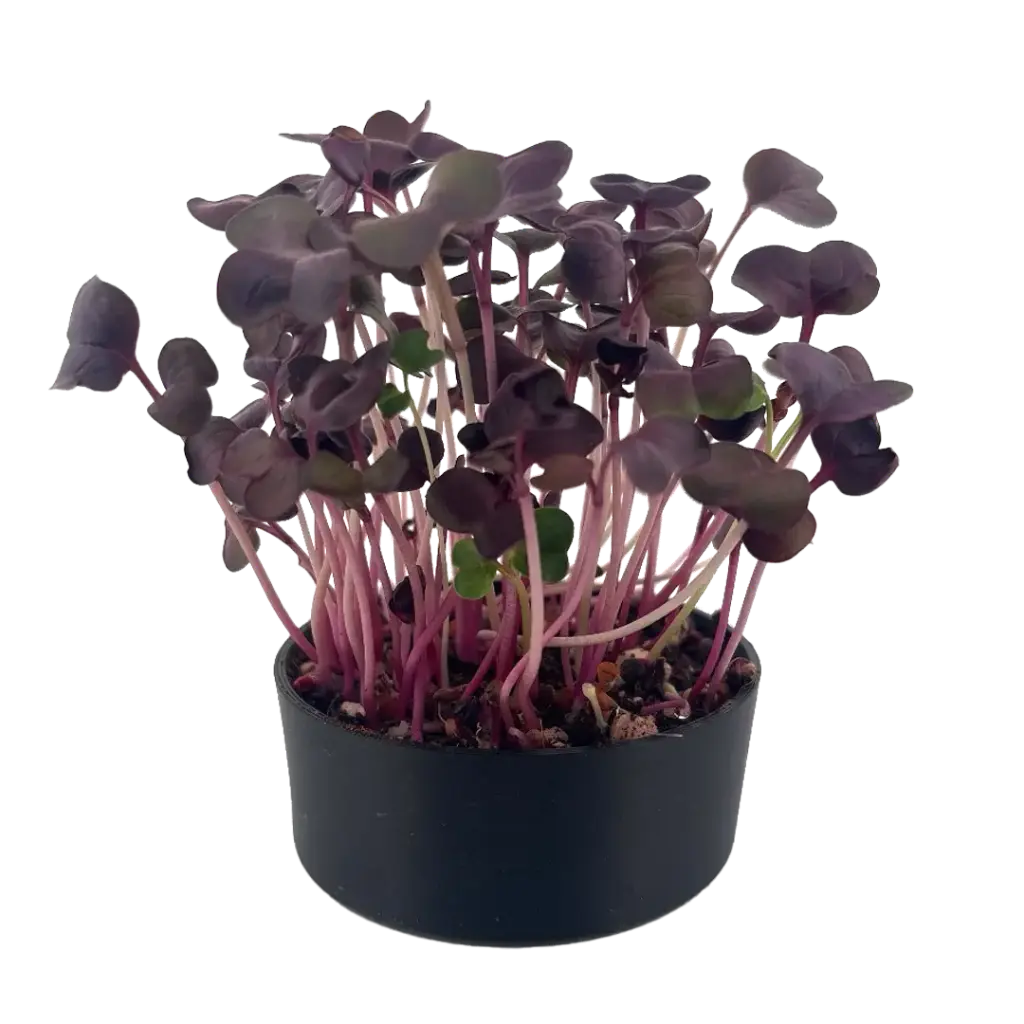 Red Radish