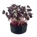 Red Radish