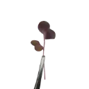 Red Radish