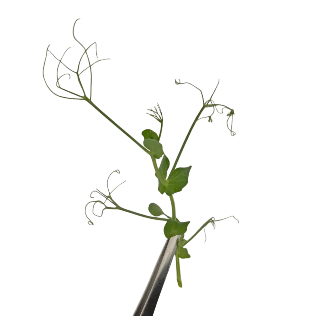 Pea Tendril