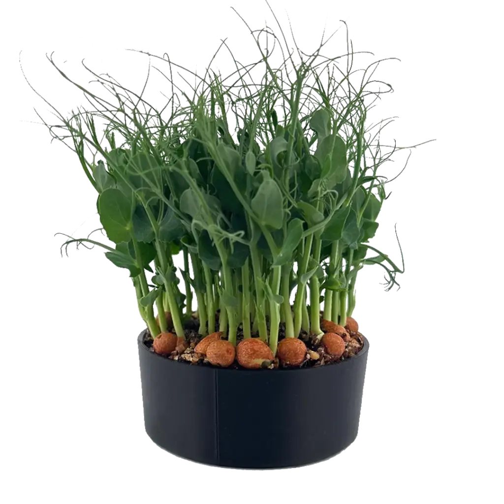 Pea Tendril
