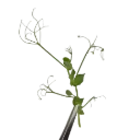Pea Tendril