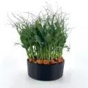Pea Tendril