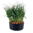 Pea Tendril