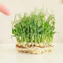 Perfect Pea