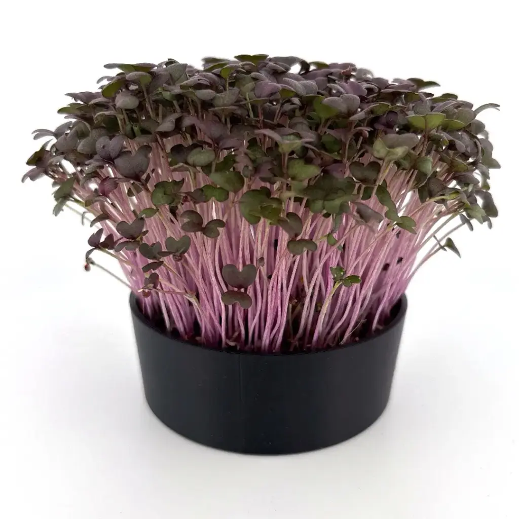 Red Mustard