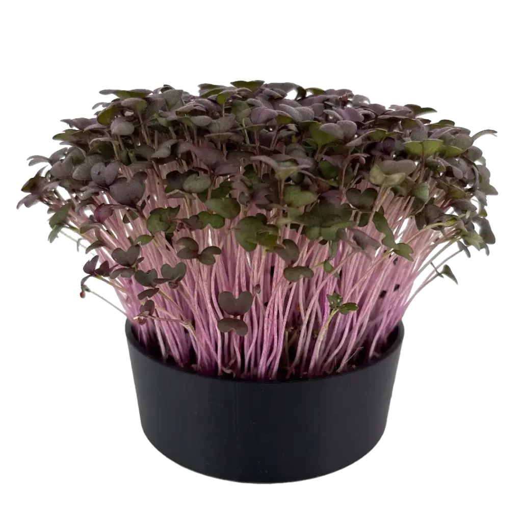 Red Mustard