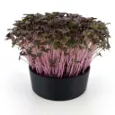 Red Mustard