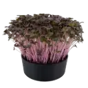 Red Mustard