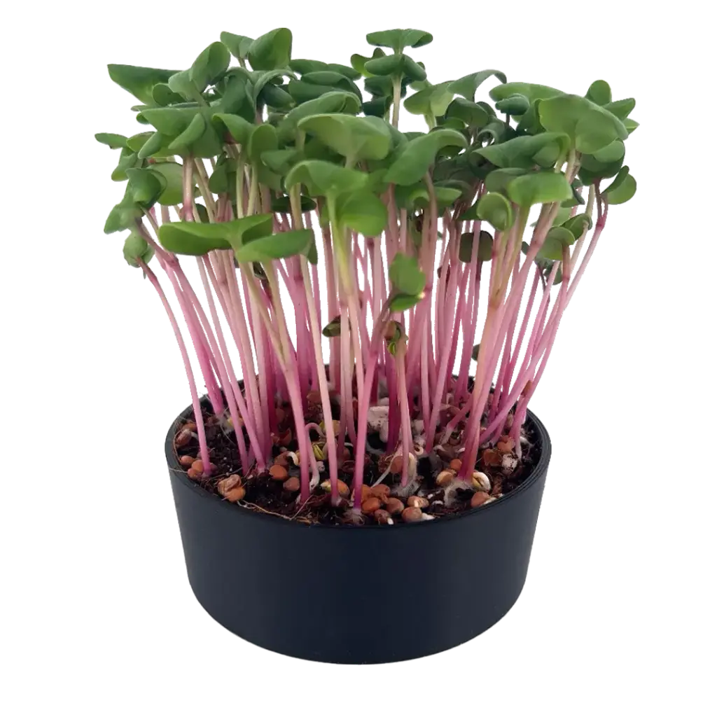 Pink Radish