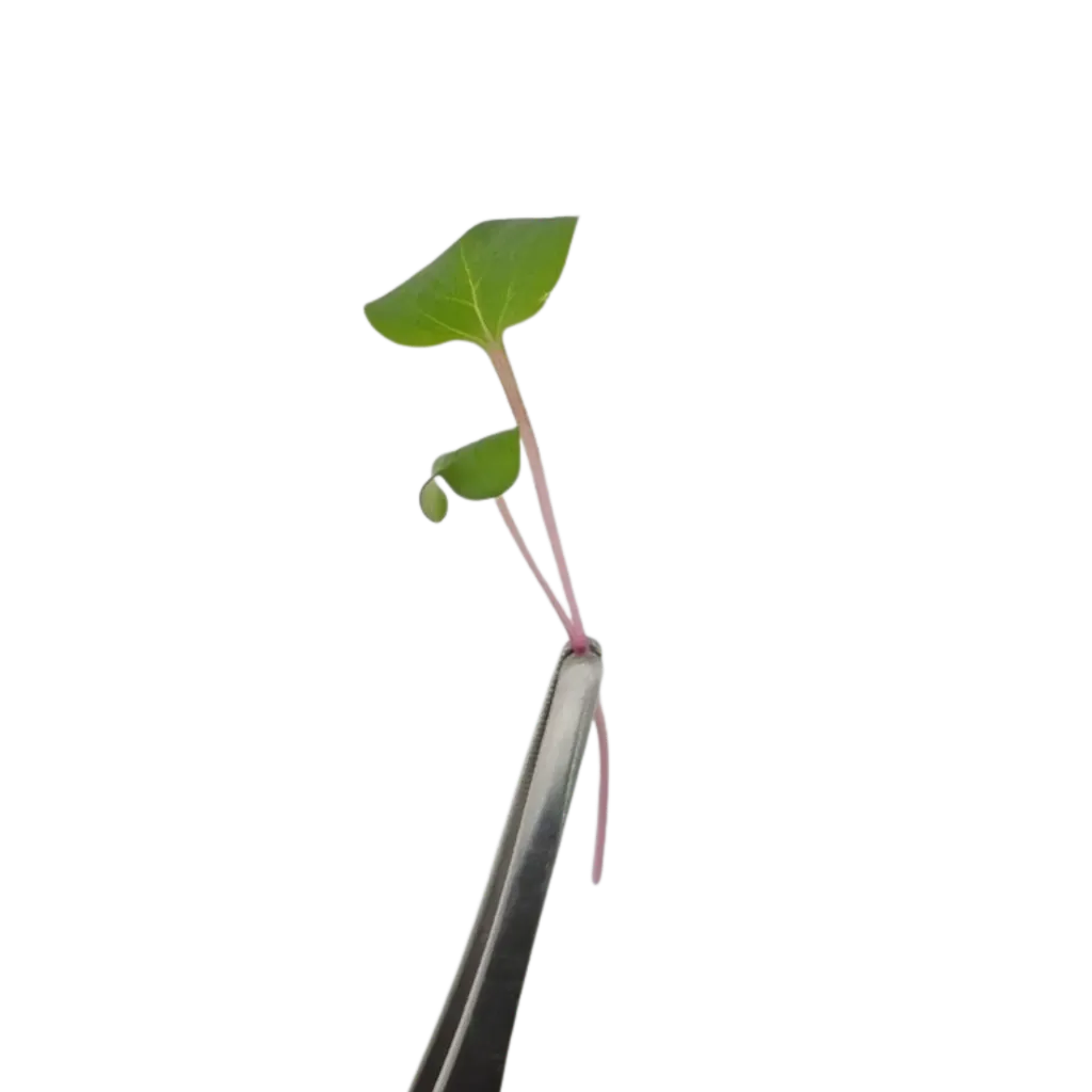 Pink Radish