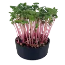 Pink Radish