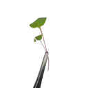 Pink Radish