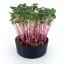Rose Radish