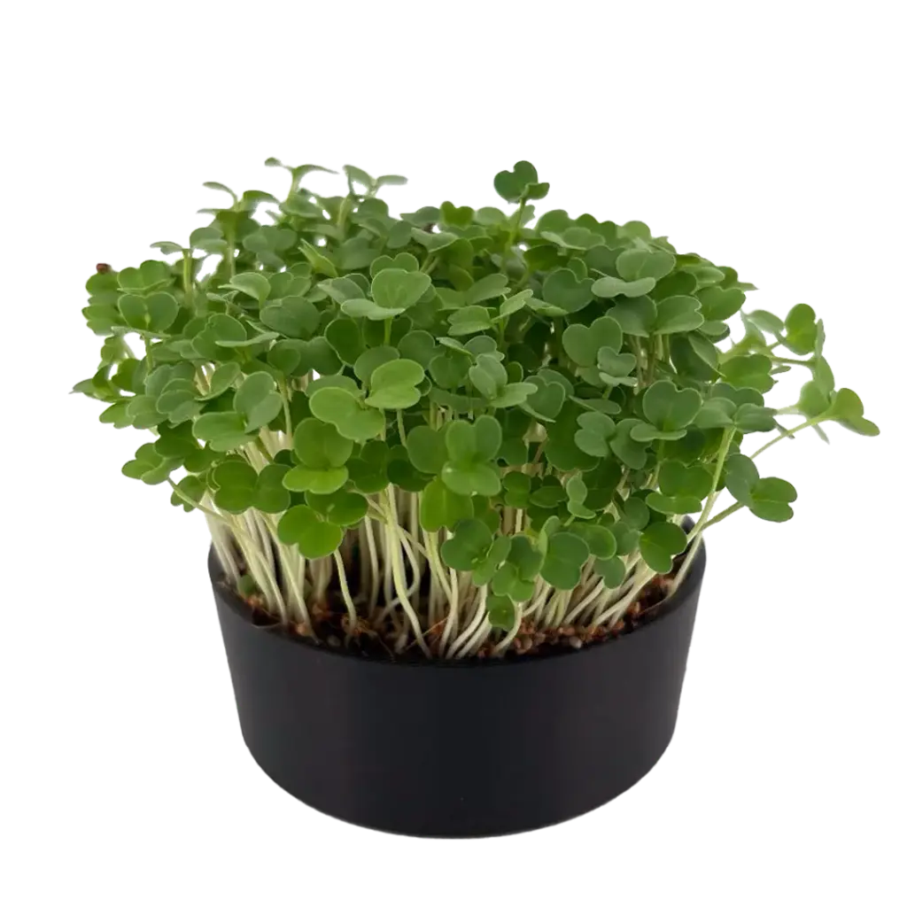Arugula